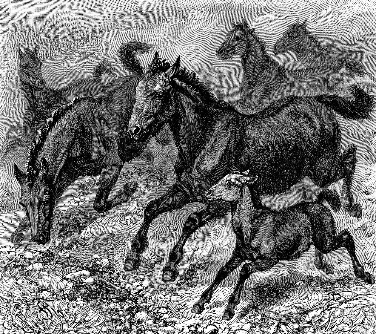 Manada de Tarpan, 1893 de Unbekannt