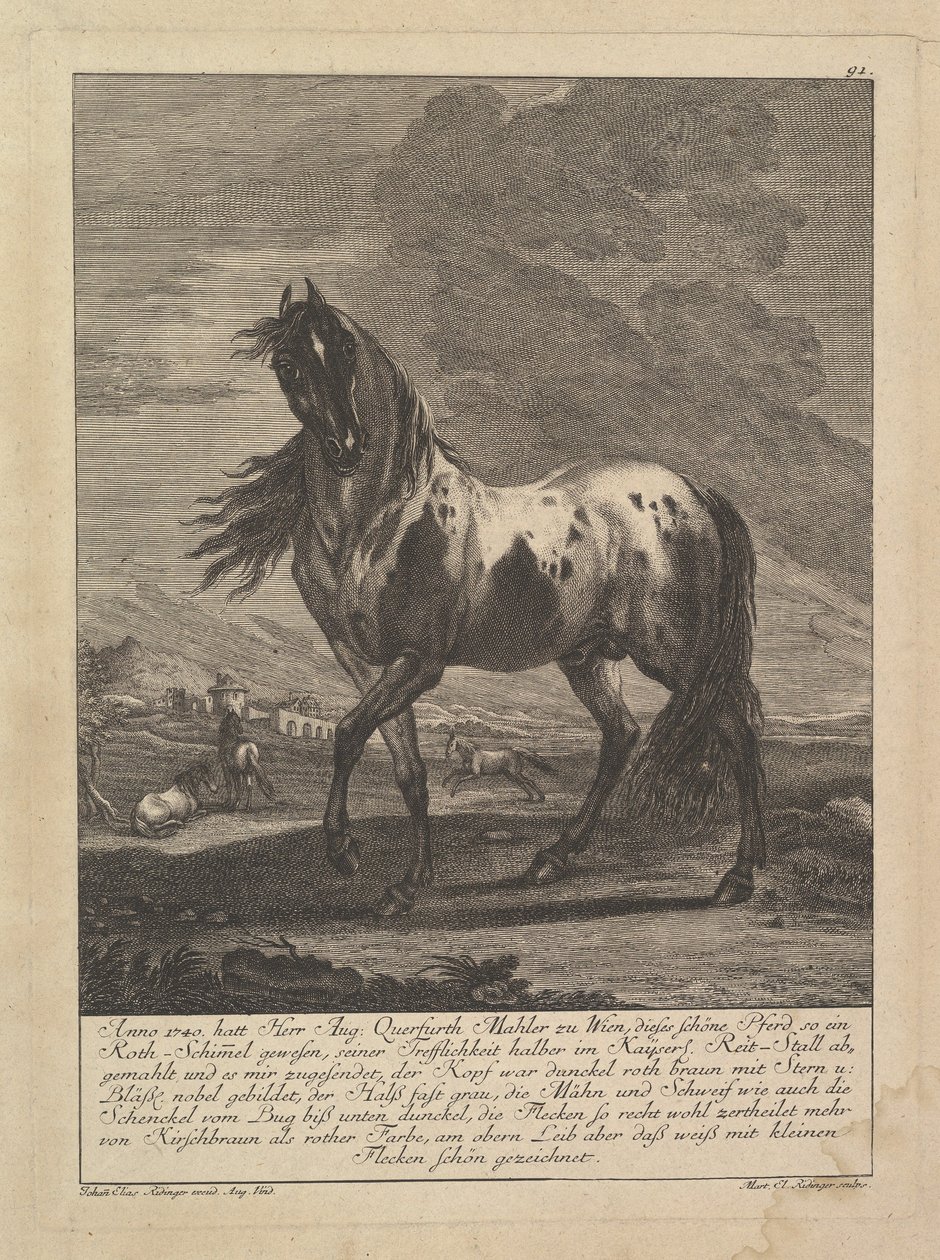 Cavalo, século XVIII. de Unbekannt