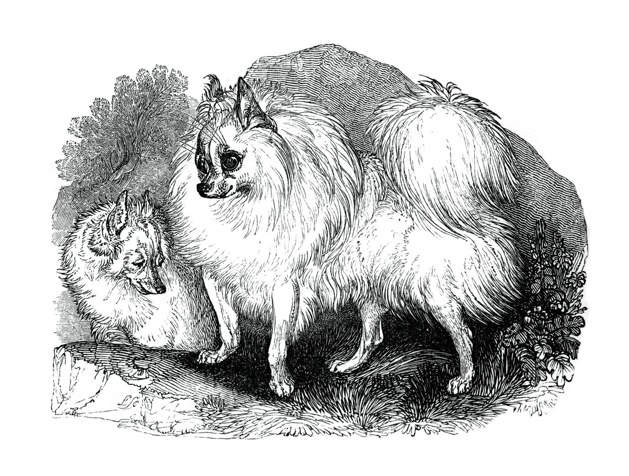 Cão da Islândia, 1848 de Unbekannt