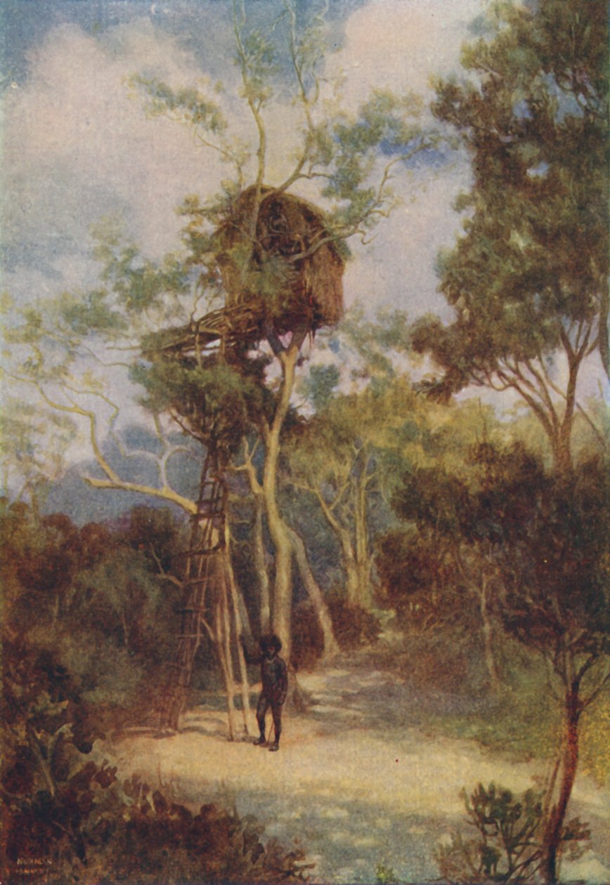 Casa na Árvore Melanésia, 1924 de Unbekannt