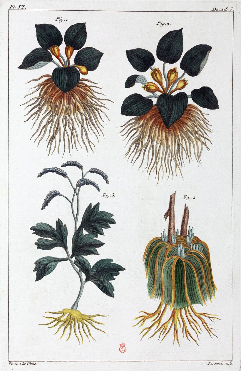 Plantas medicinais, China de Unbekannt