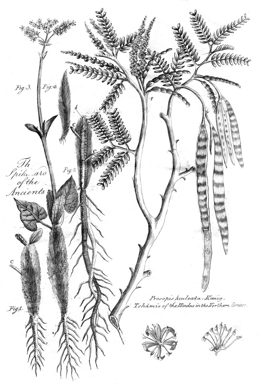 Prosopis Aculeata, 1799 de Unbekannt