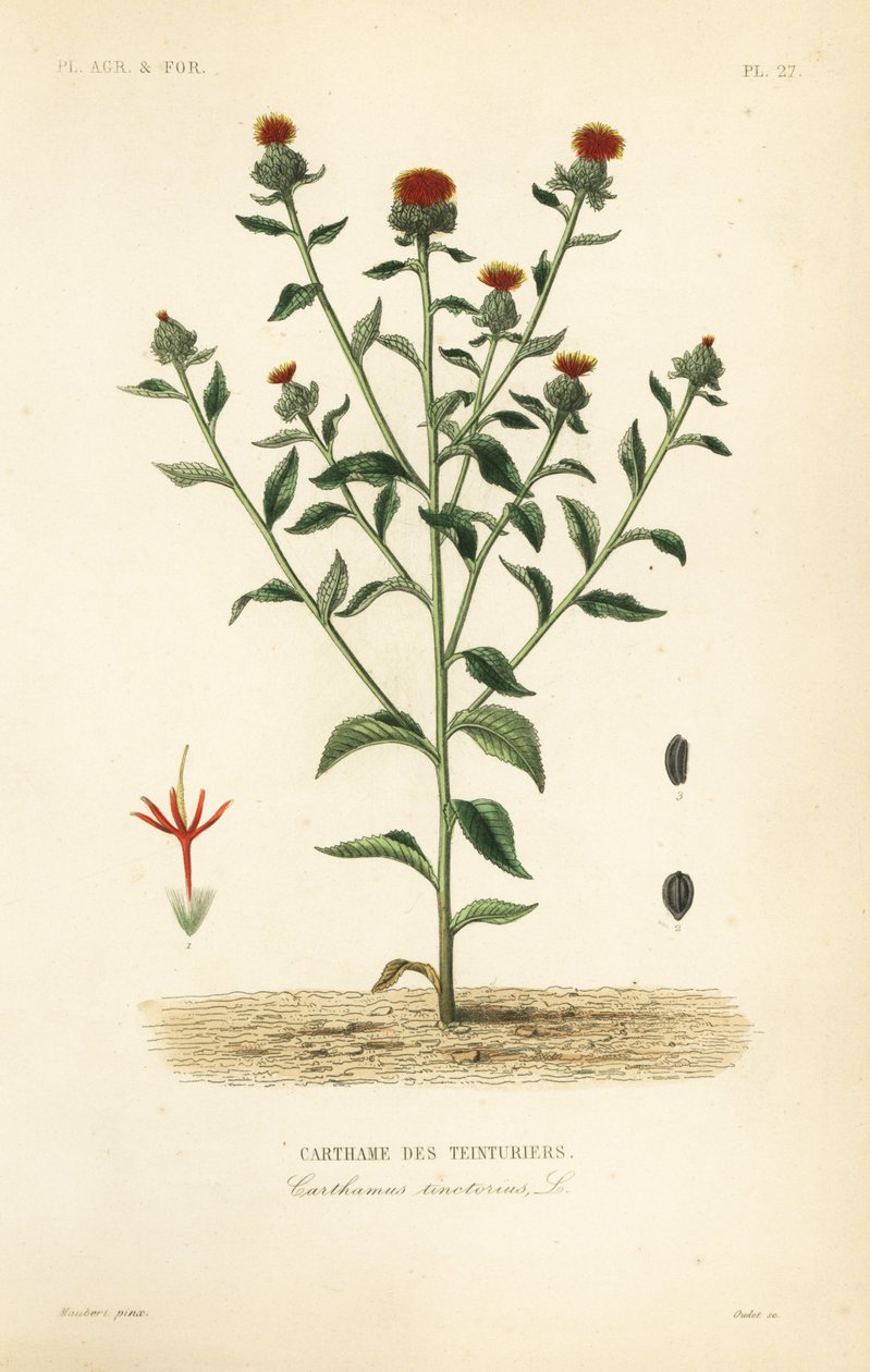 Safflower, Carthamus tinctorius, Carthame des teinturiers de Unbekannt