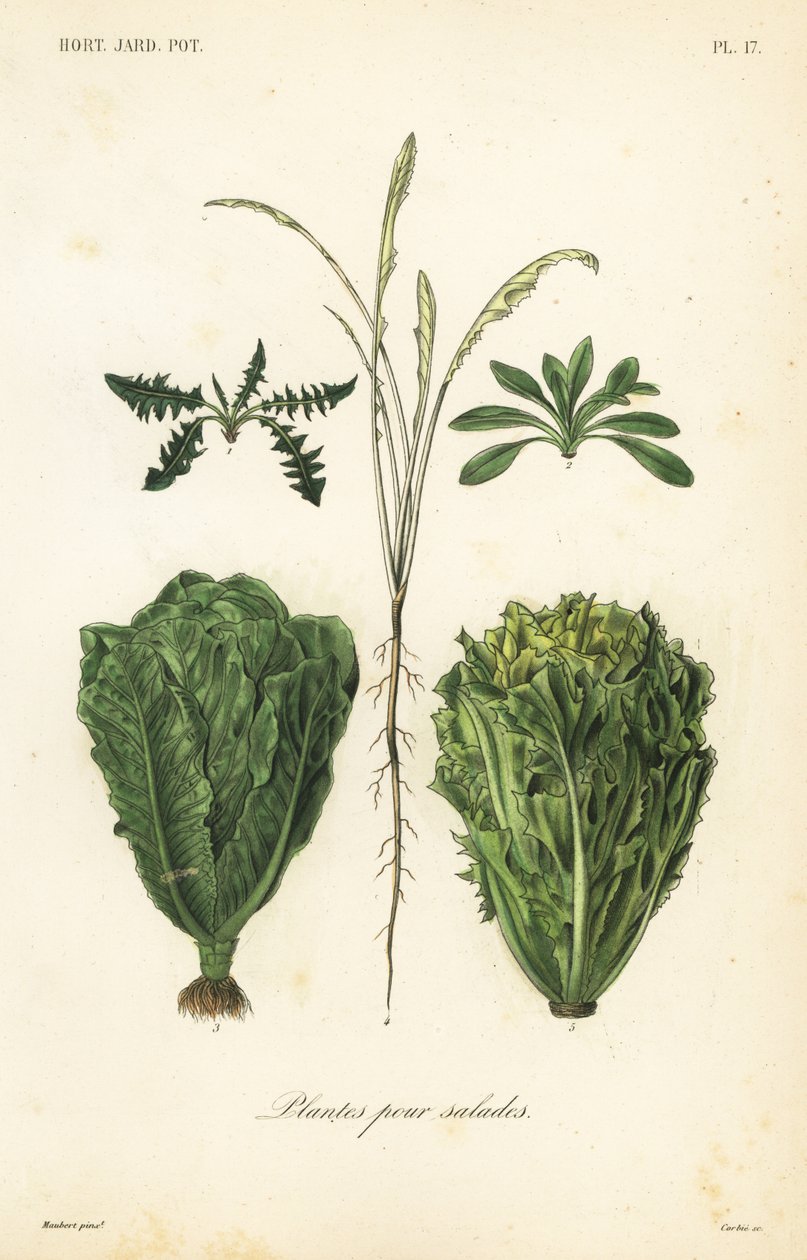 Saladarias, plantas para saladas de Unbekannt