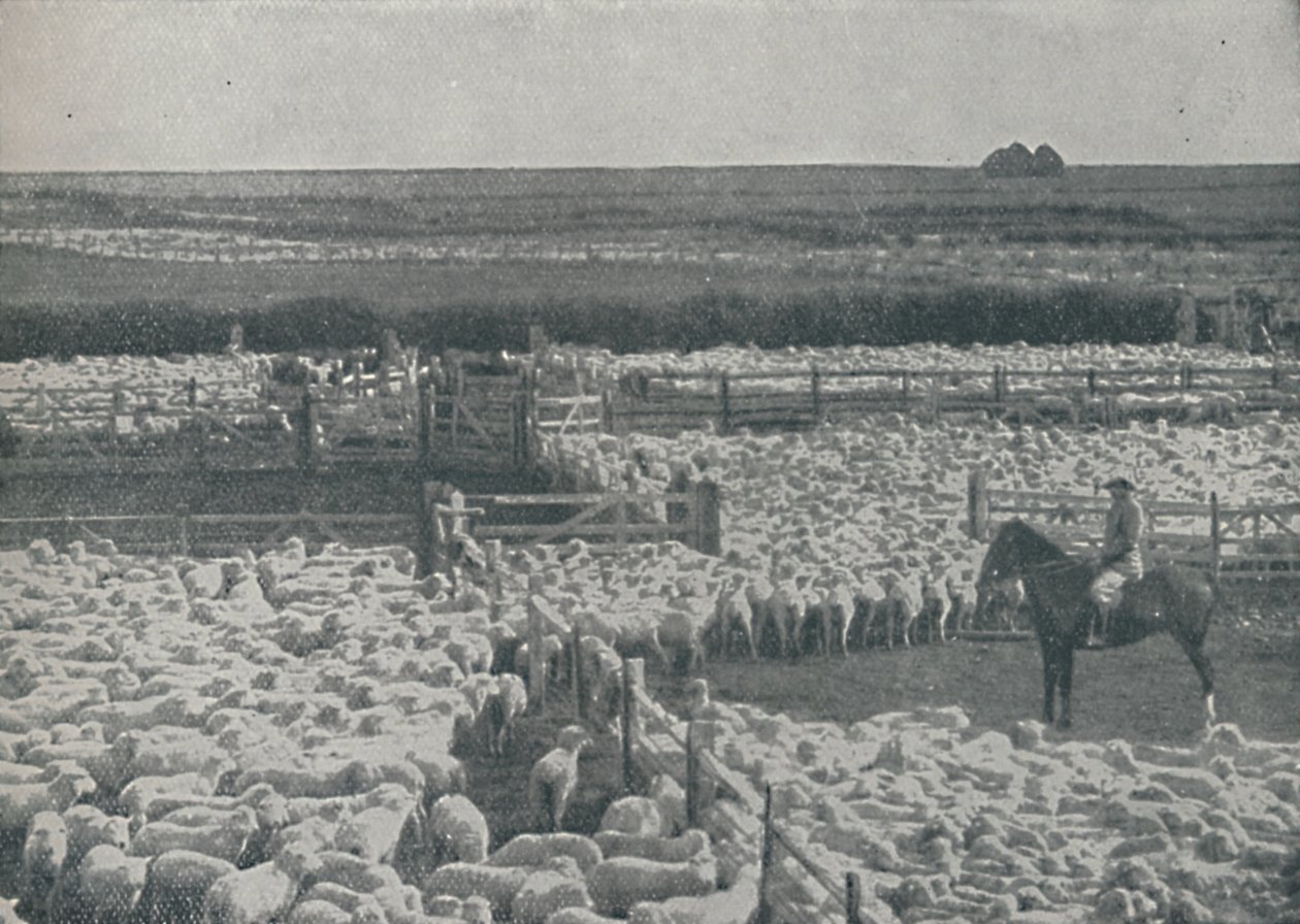 Pastagens na Austrália, 1910 de Unbekannt