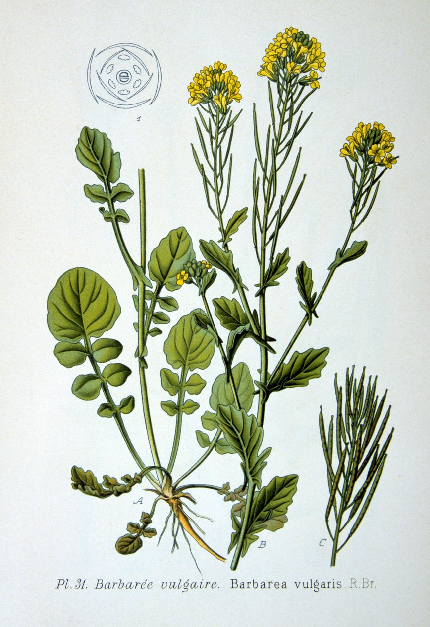 Foguete amarelo, 1893 de Unbekannt