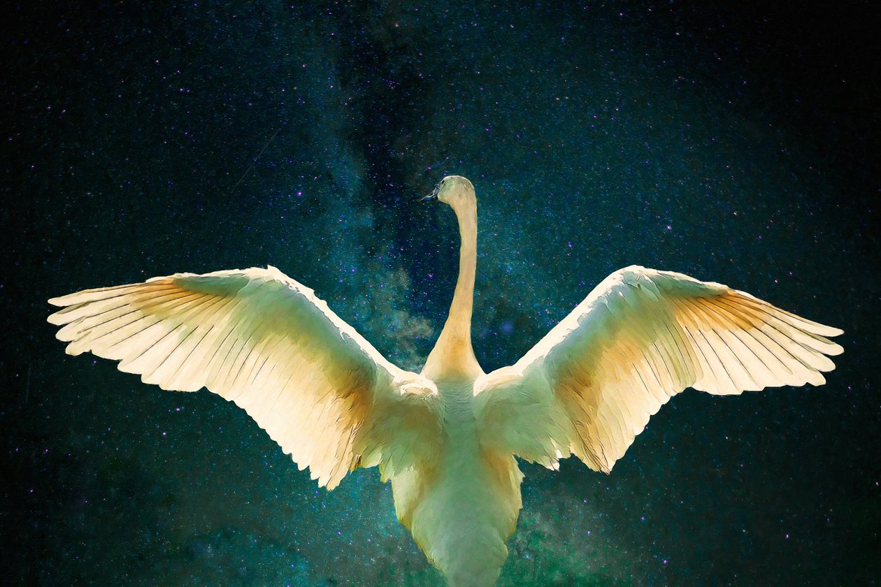 Cygnus, 2017, de Unbekannt Unbekannt
