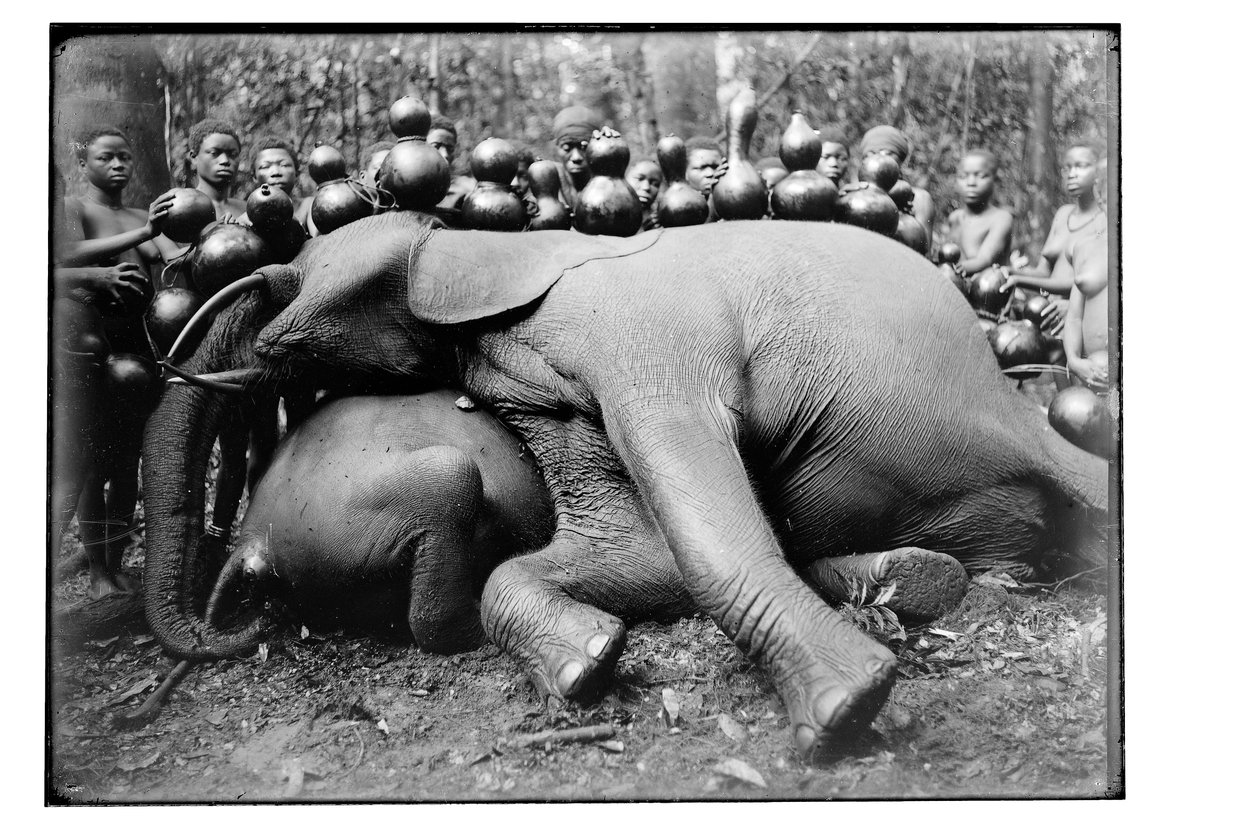 Elefante, c.1910 de Unbekannt Unbekannt