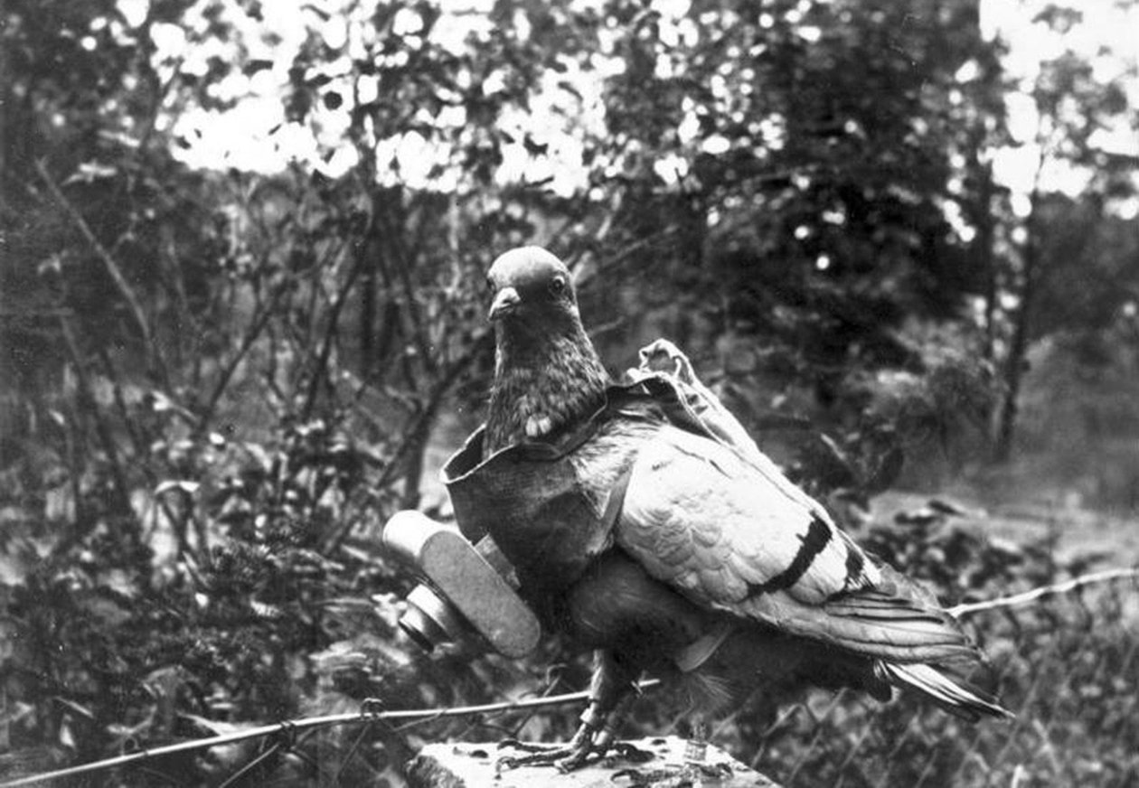 Fotógrafo de pombo de Unbekannt Unbekannt