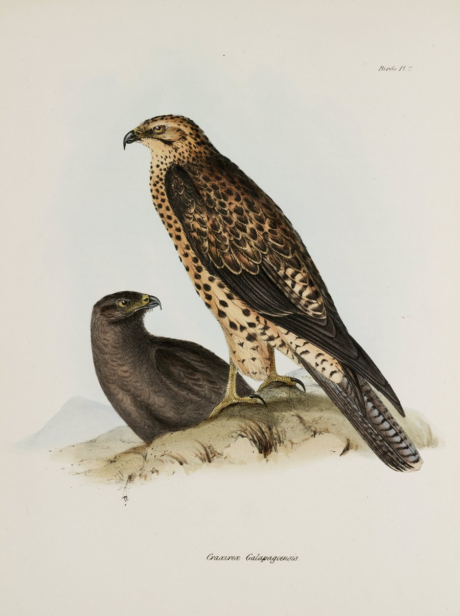 Aves de rapina, Ilhas Galápagos, c 1832-1836 de Unbekannt