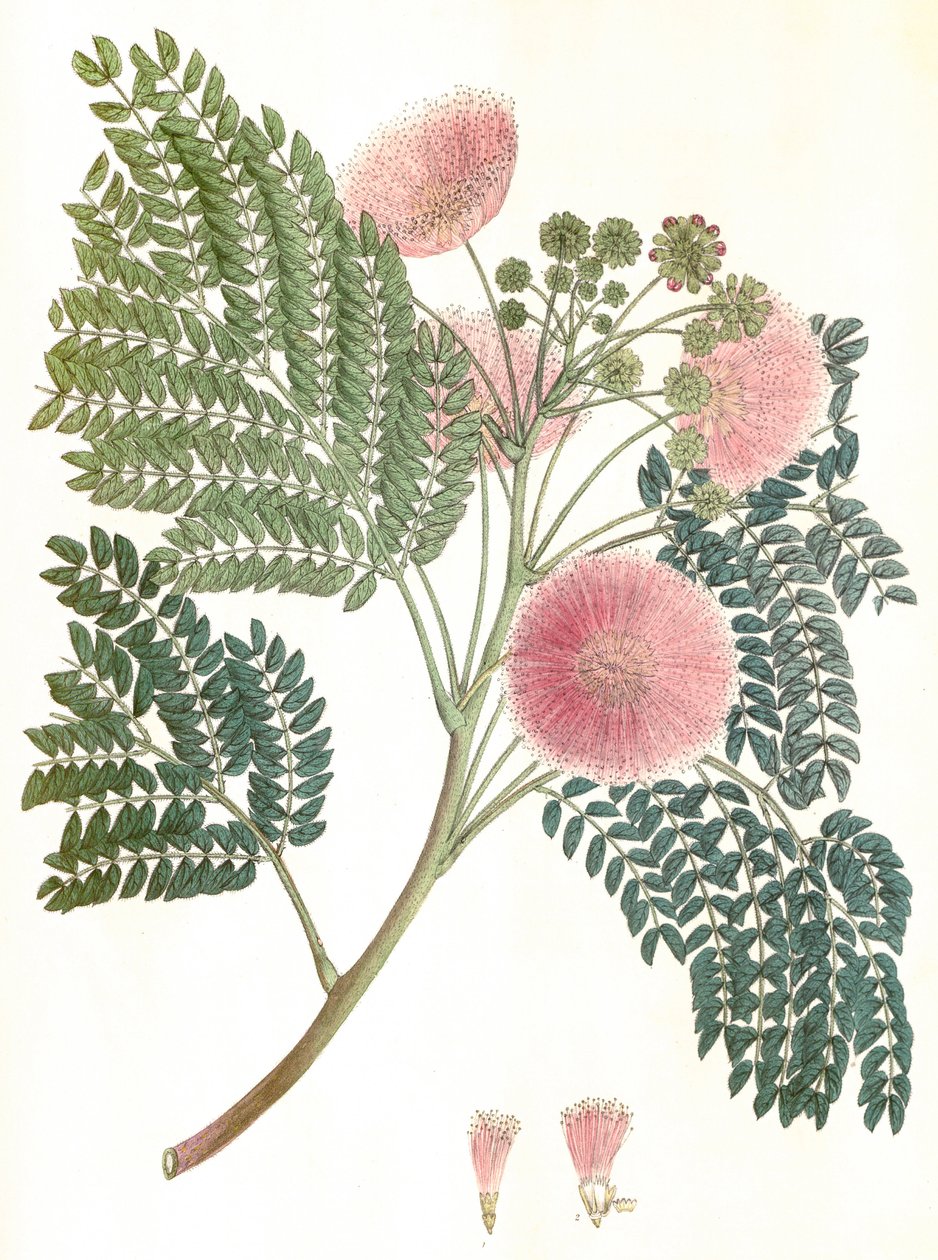 Ilustração botânica/Albizia julibrissin/Silk tree/Mimosa de Constantinople de Unbekannter Künstler