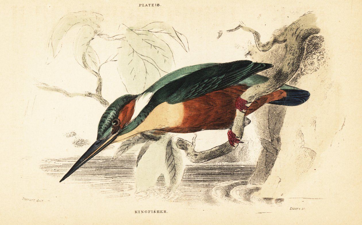 Guarda-rios comum, Alcedo atthis. 1889 (gravura) de Unbekannter Künstler