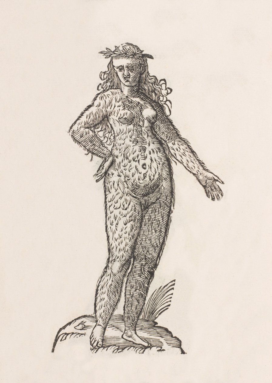 Foemina Cinnaminiae gentis de Unbekannt