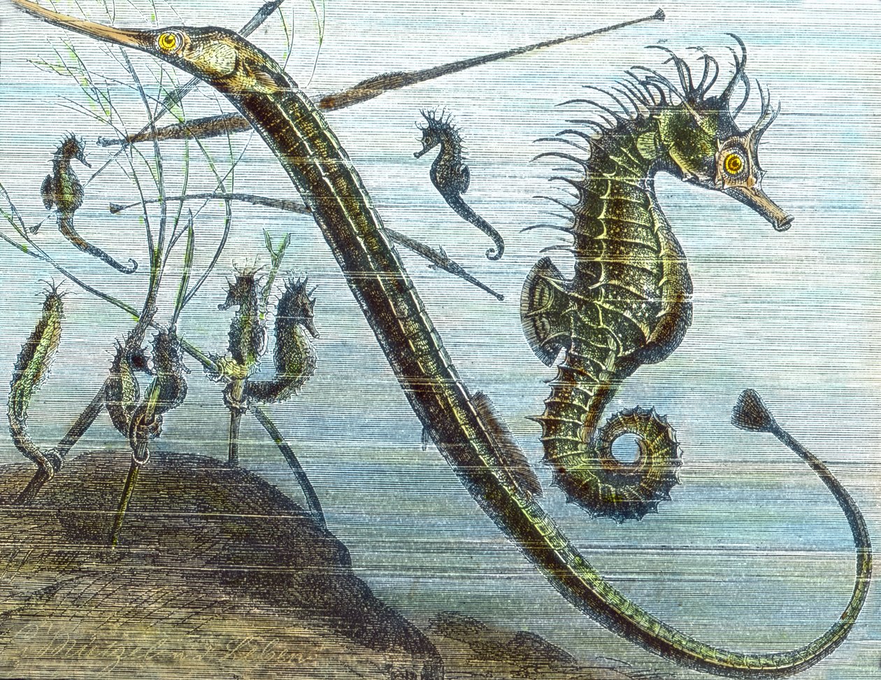 Viver no mar de Unbekannter Künstler
