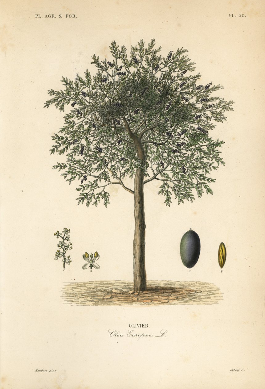 Oliveira, Olea europaea, olivier de Unbekannt