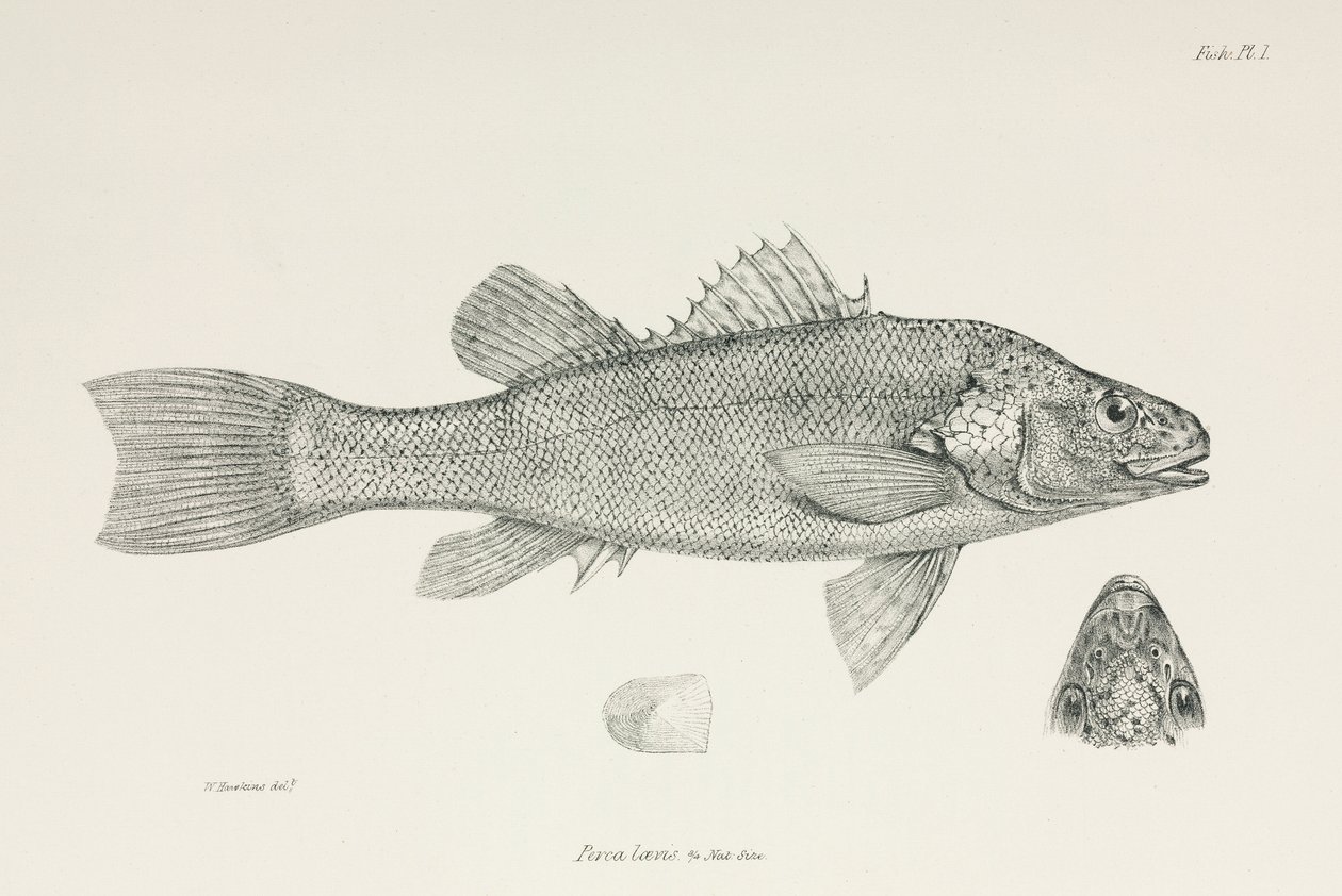 Perch, c 1832-1836 de Unbekannt