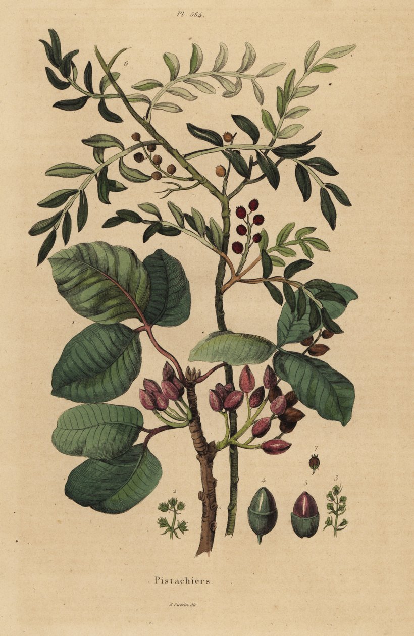 Pistachio, Pistacia vera de Unbekannt