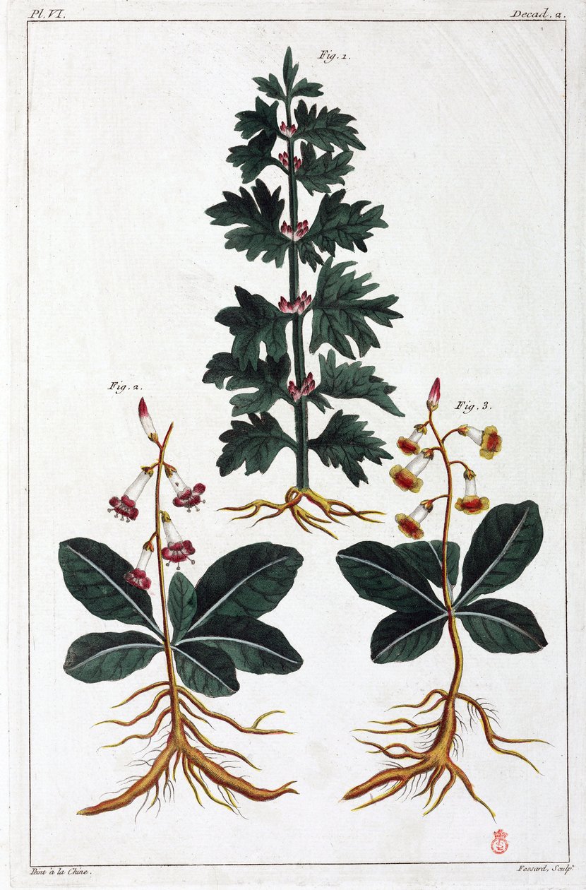 Plantas medicinais, China de Unbekannt