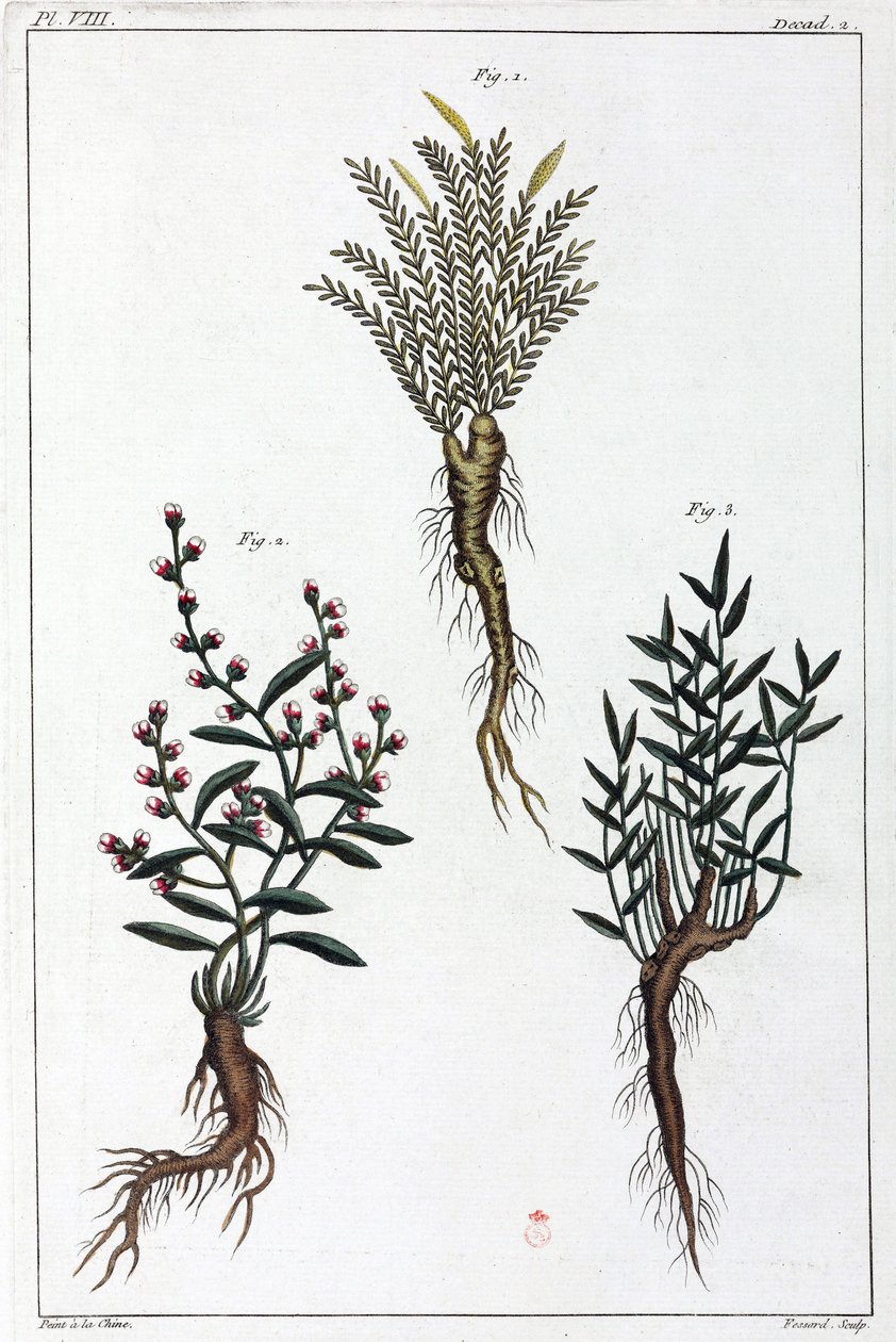Plantas medicinais, China de Unbekannt