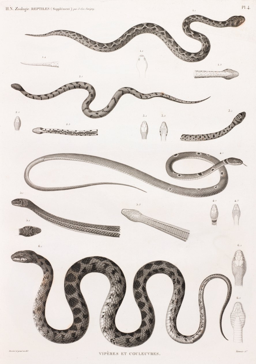 Répteis: Víboras e cobras de Unbekannt