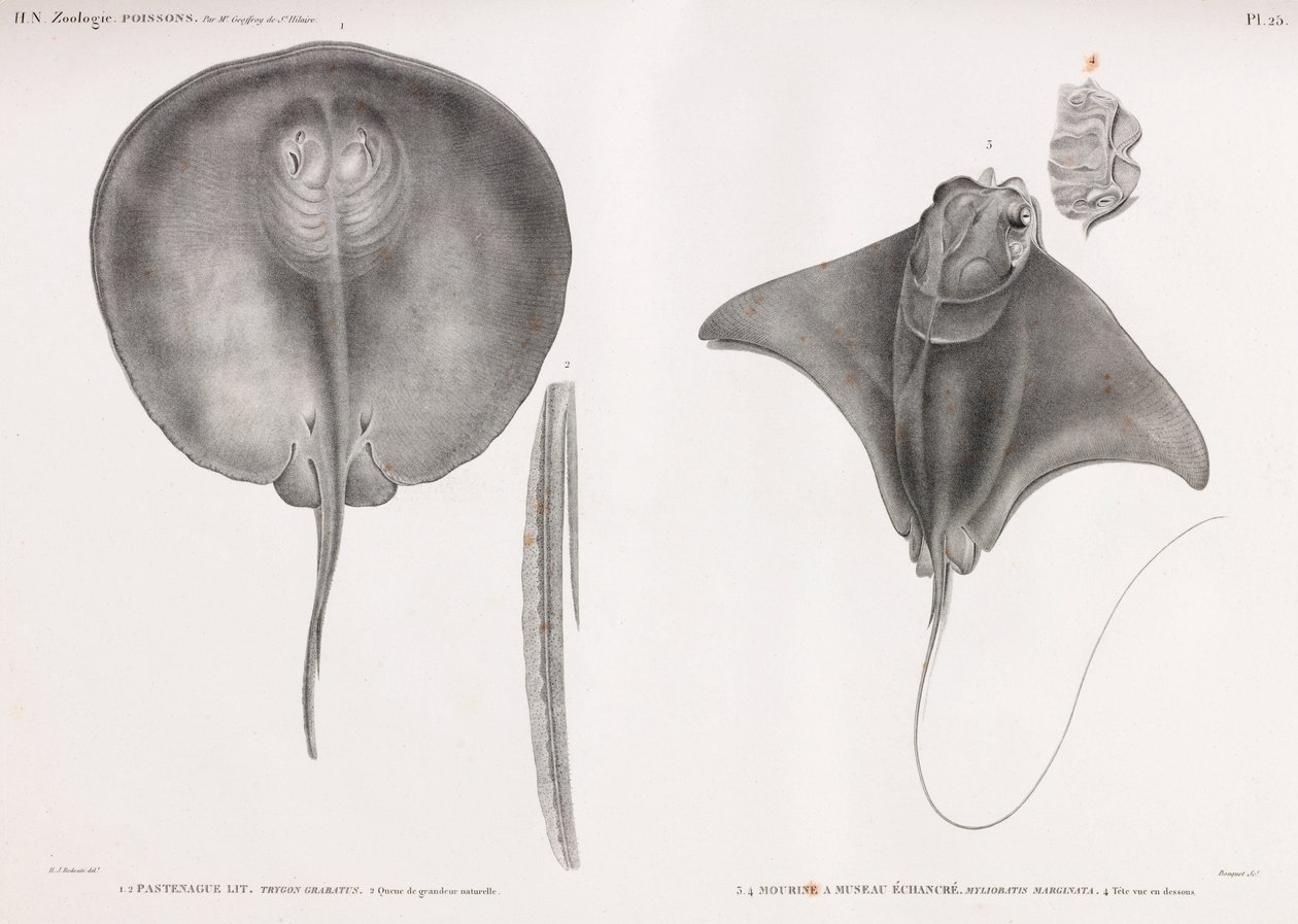 Stingray, frente e costas de Unbekannt