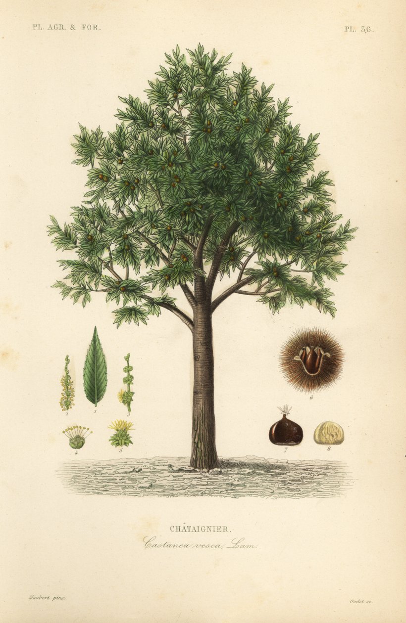 Castanha doce, Castanea sativa, Castanea vesca, Chataignier de Unbekannt