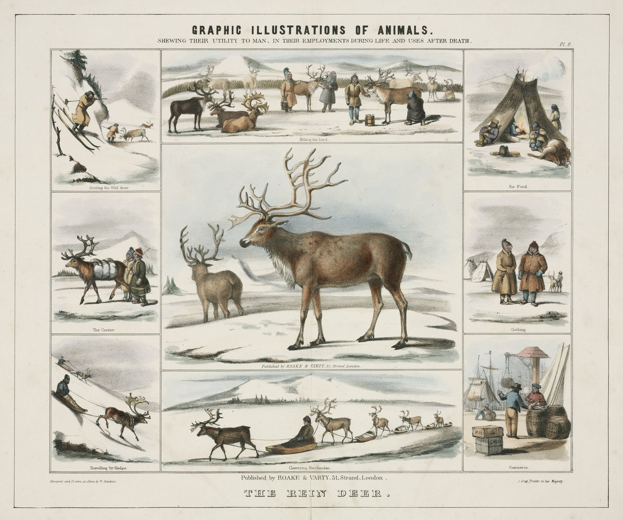 "The Rein Deer", c 1845 de Unbekannt