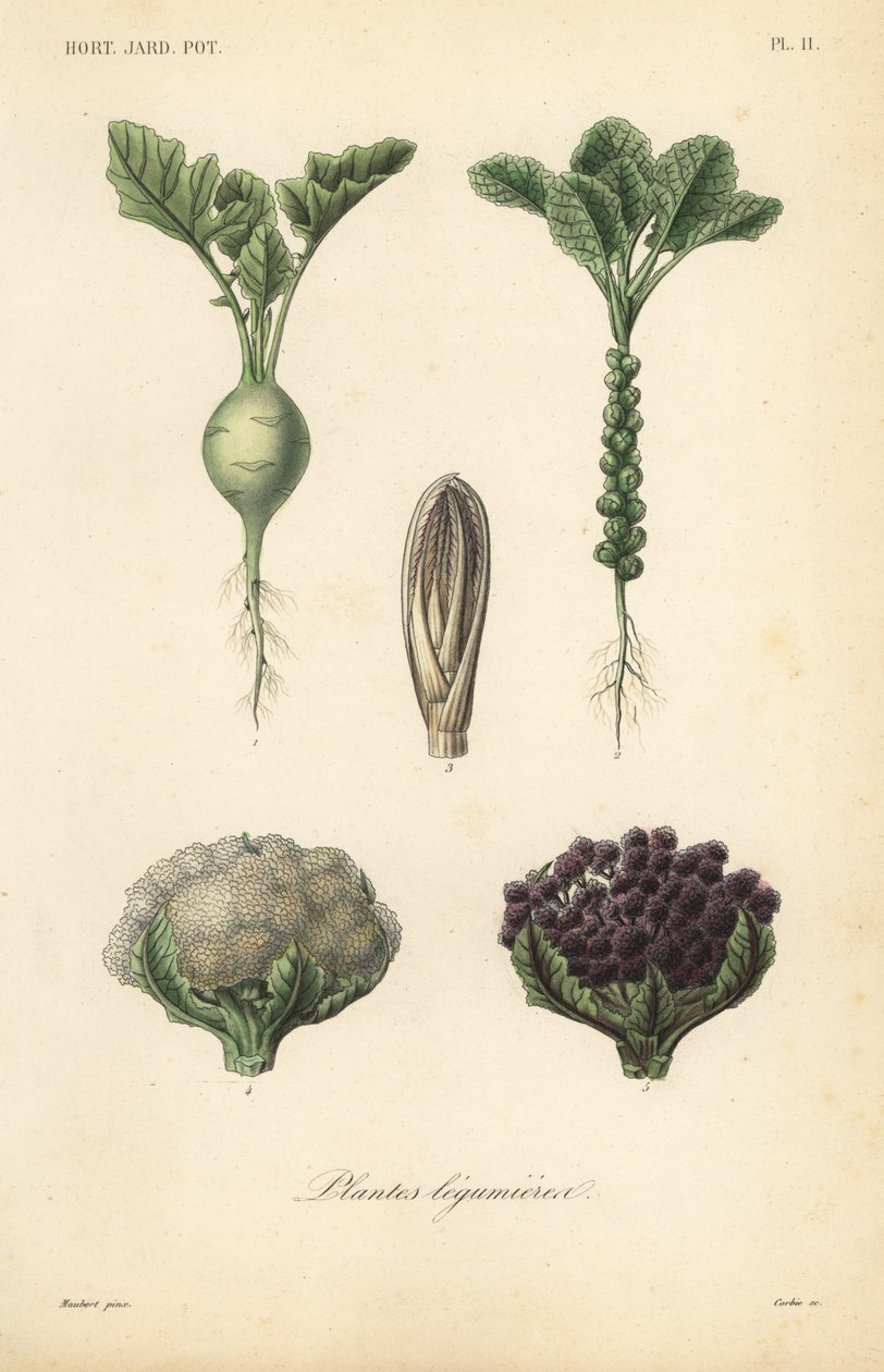 Legumes, Plantas leguminosas de Unbekannt