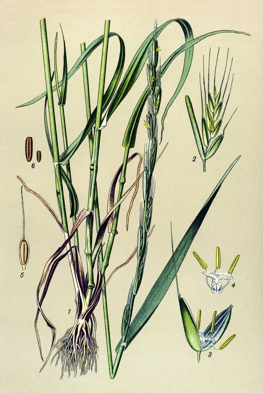 Planta venenosa (tóxica): palha intoxicante (Lolium temulentum) de Unbekannter Künstler