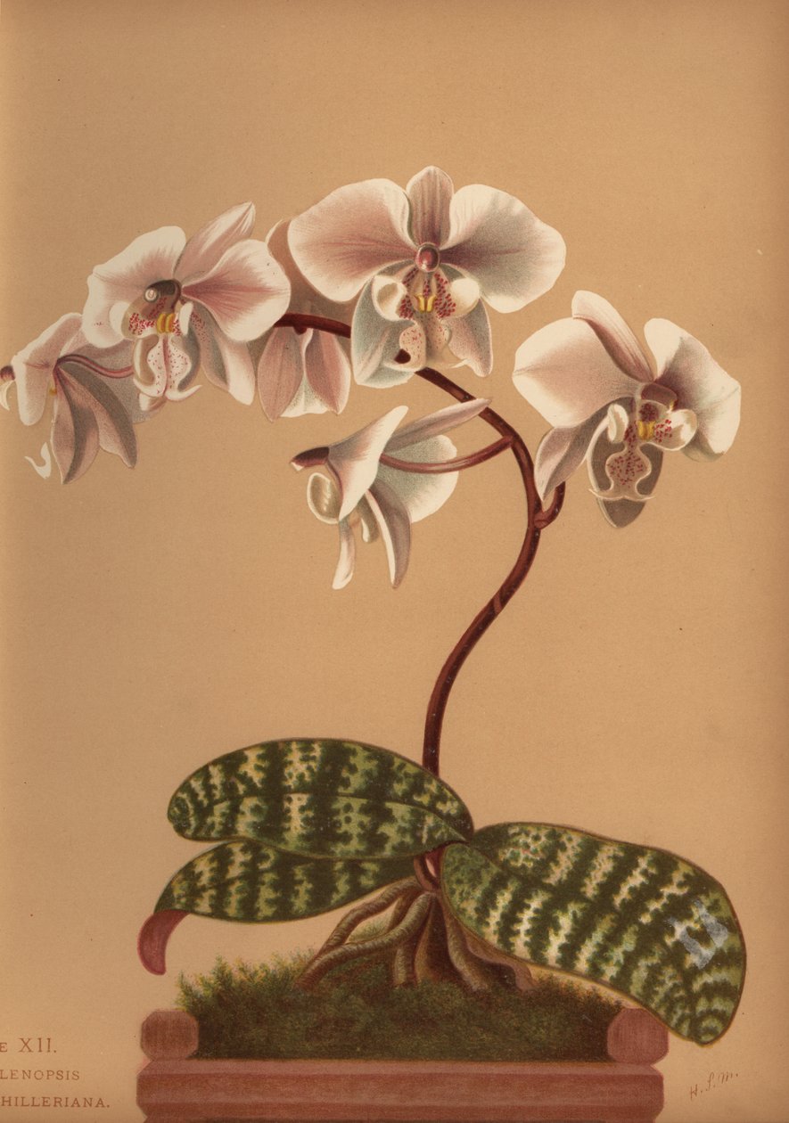Phalaenopsis schilleriana (Phalenopsis schilleriana) de Unknown