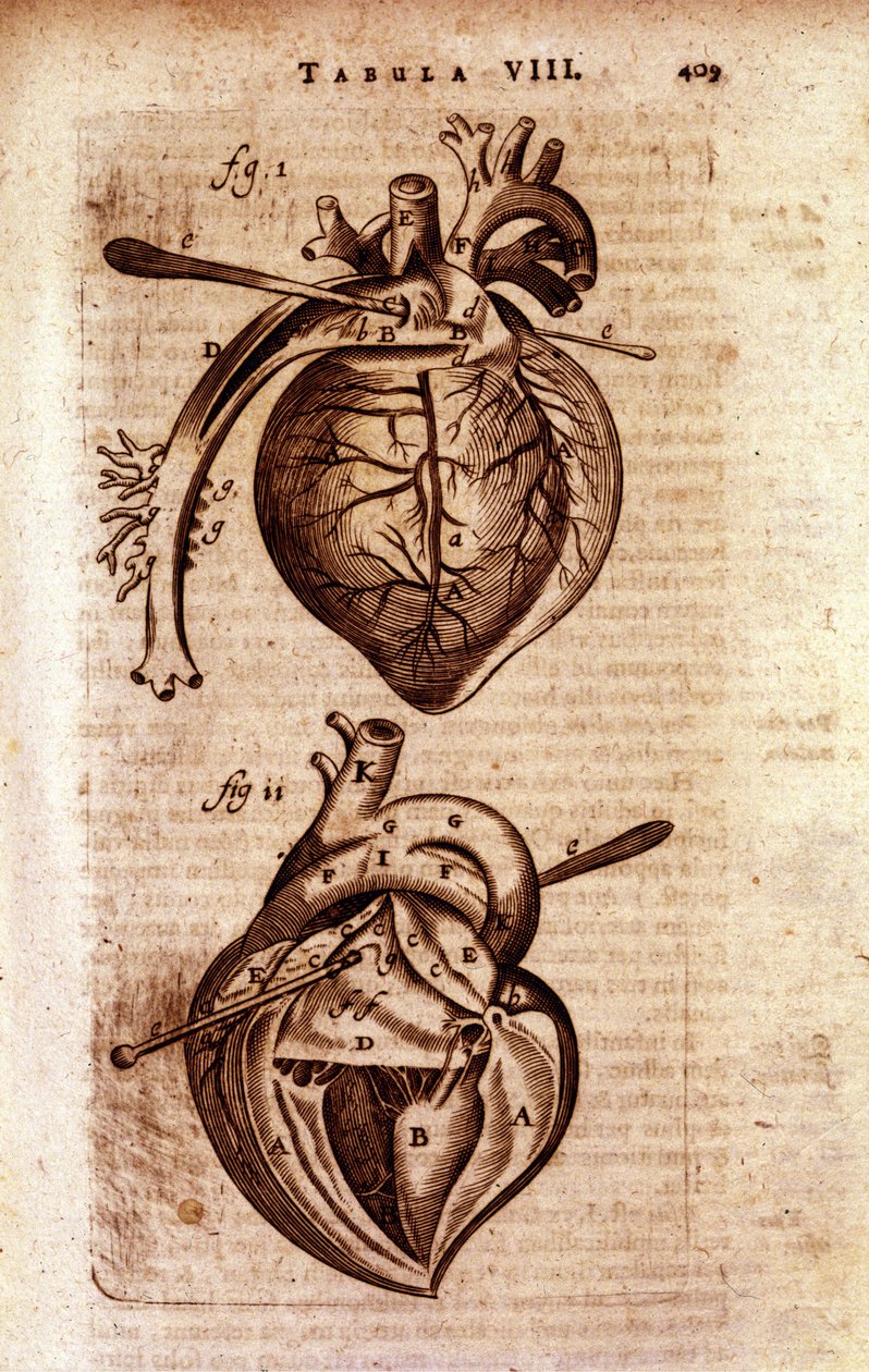 O coração da "Anatomia" de Bartholin de Unknown artist