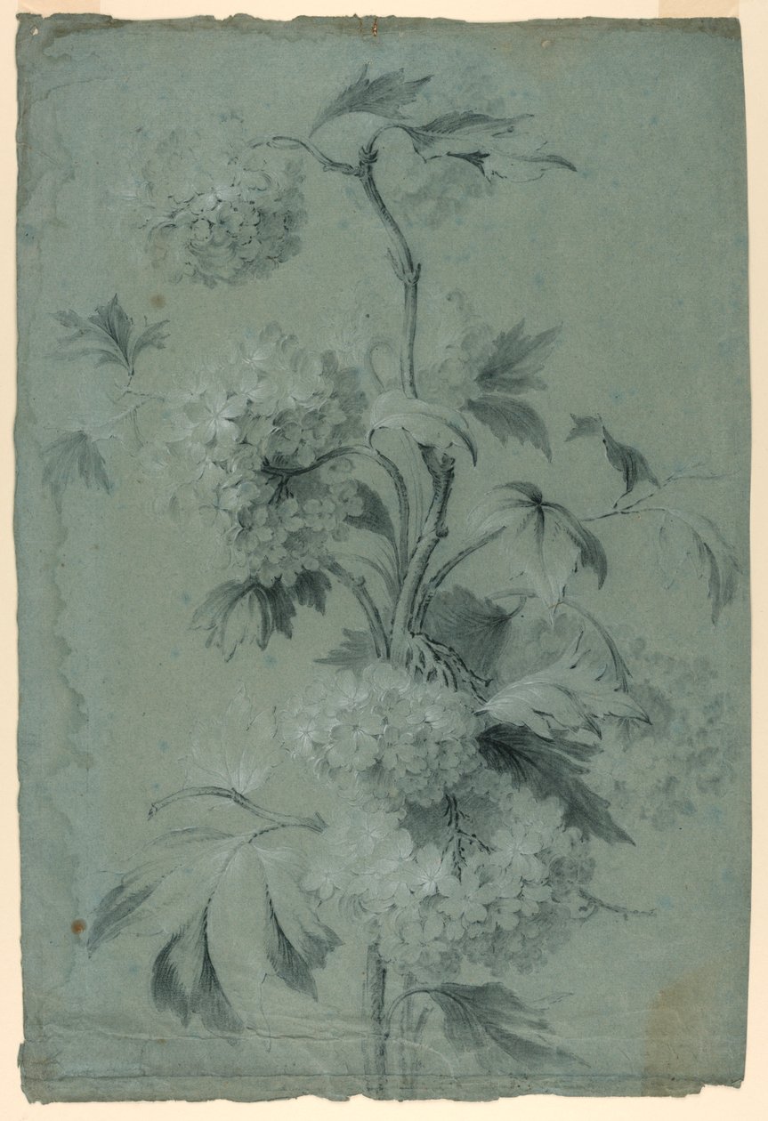 Desenho floral de Unknown artist