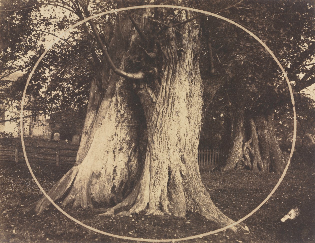 Carvalhos em um cemitério de Unknown artist