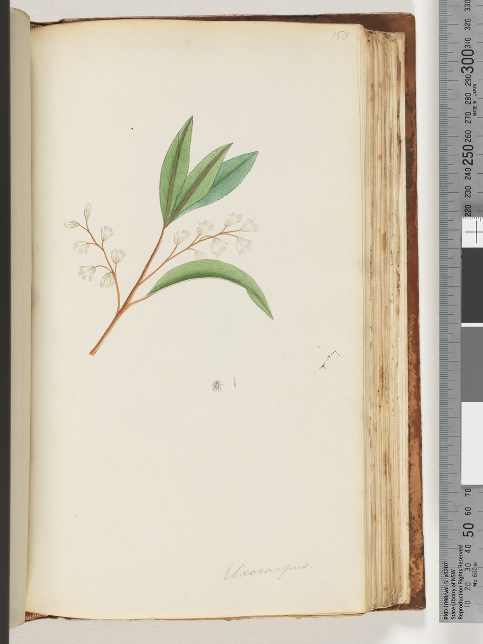 Página 150. Elaeocarpus de Unknown artist
