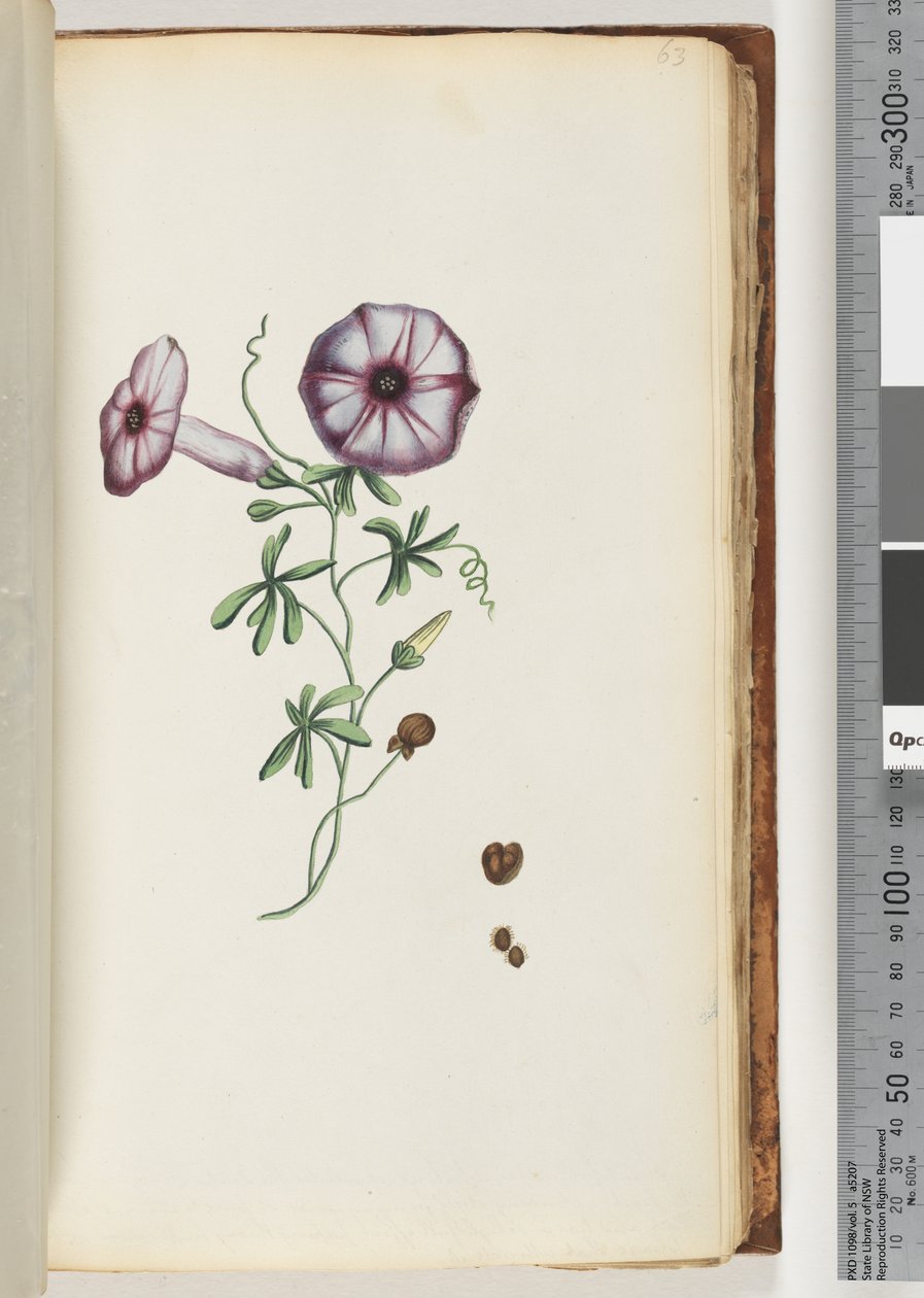 Página 63. Convolvulus de Unknown artist