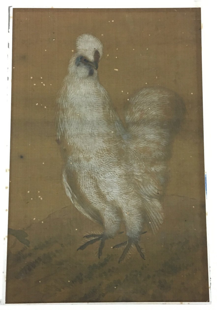 Galo branco de Unknown artist