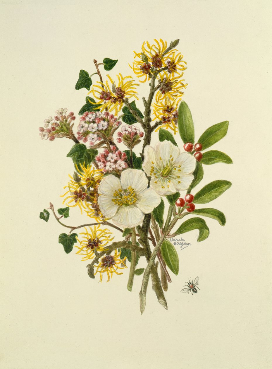 Skimia Japonica, Hammemelus, Viburnum e Hellebore (wc no papel) de Ursula Hodgson