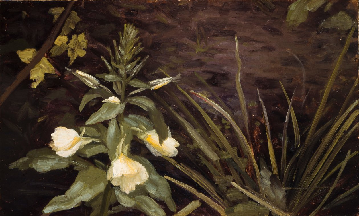 Prímula em flor de Valdemar Schønheyder Møller