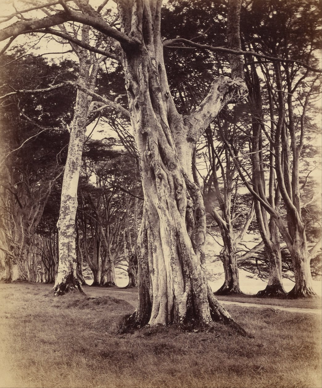 Árvores de faia, Inveraray de Vernon Heath