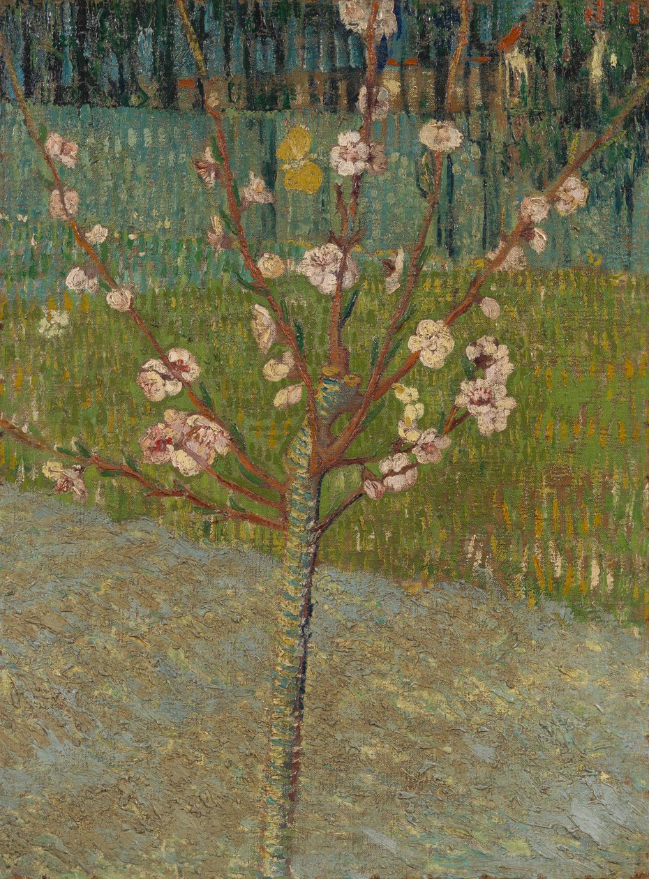 Amendoeira em flor de Vincent van Gogh