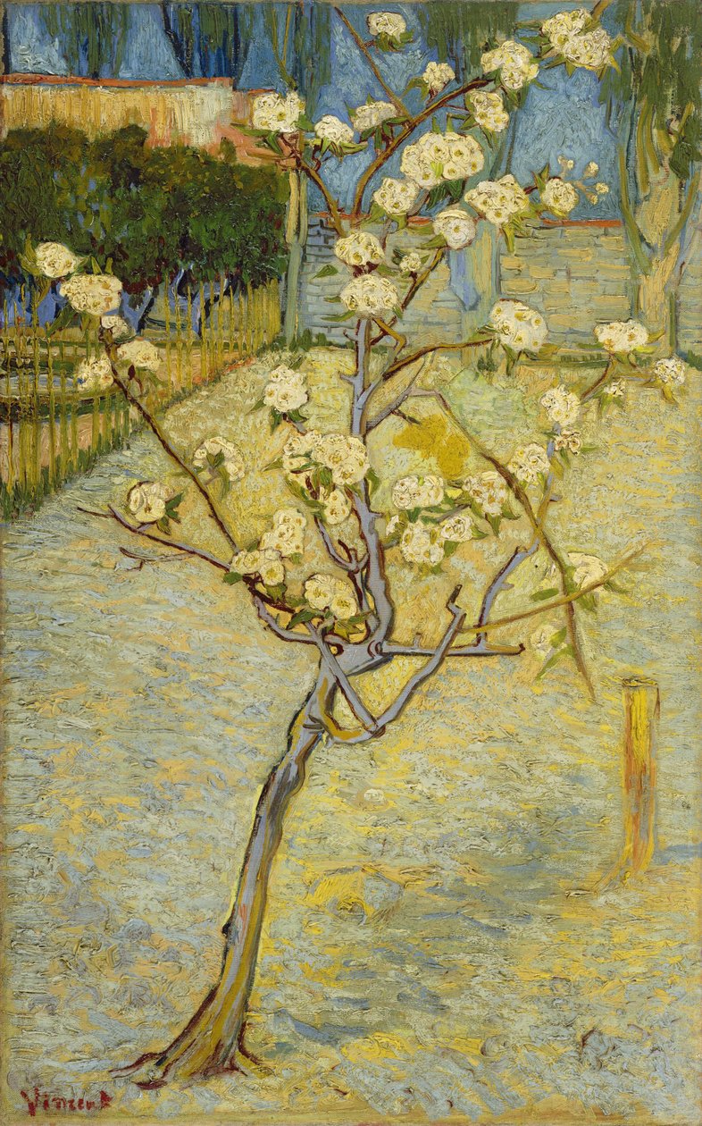 Árvore de pêra florescendo de Vincent van Gogh