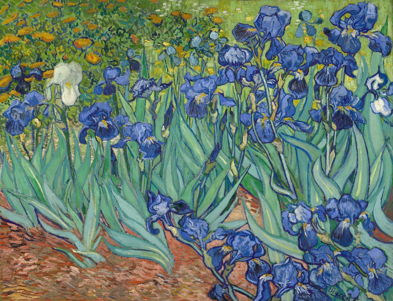 Íris de Vincent van Gogh