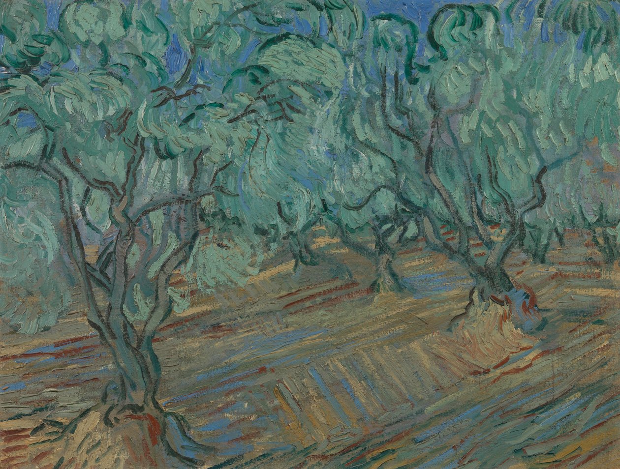 Olival de Vincent van Gogh