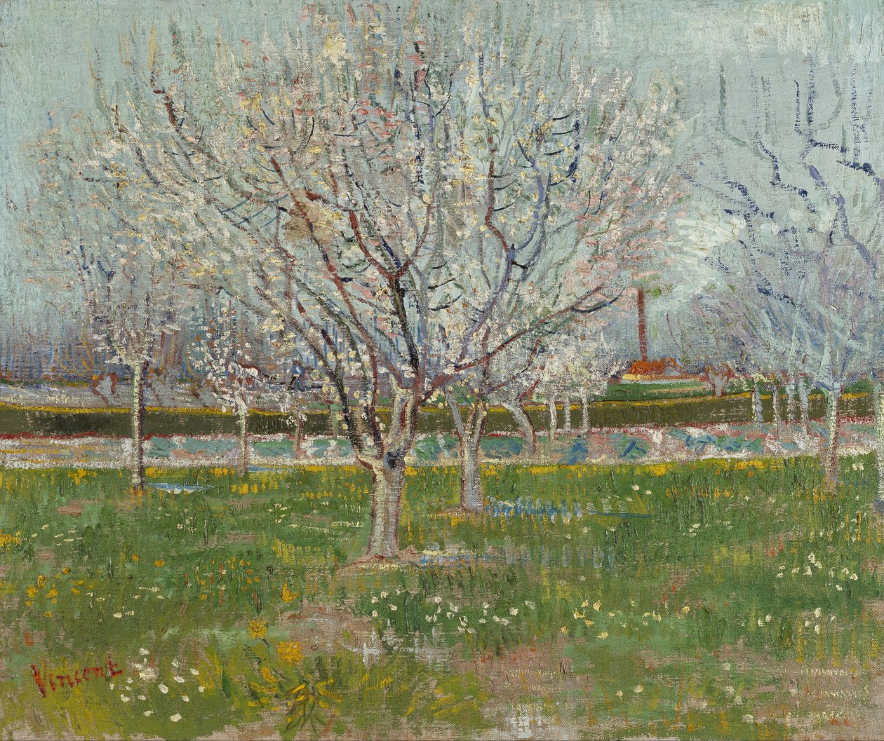 Pomar em flor (ameixeiras) de Vincent van Gogh