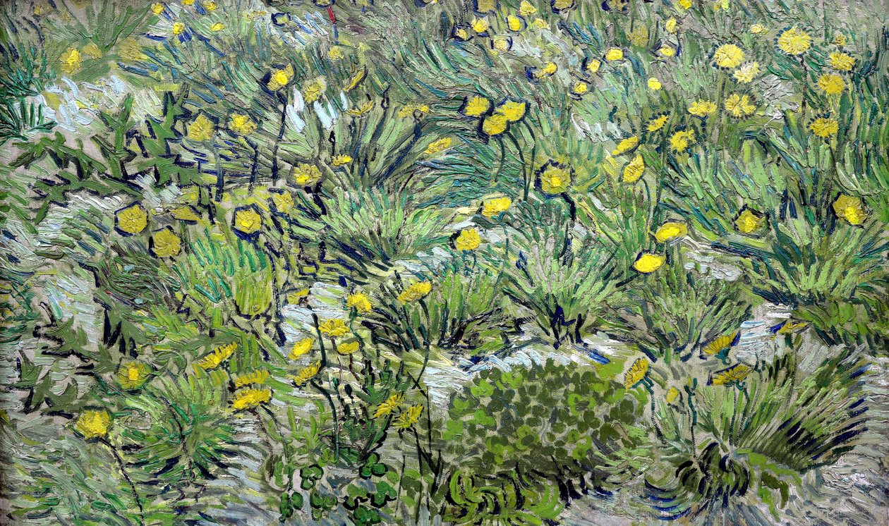 Os dentes-de-leão Dentes-de-leão, 1889. de Vincent van Gogh