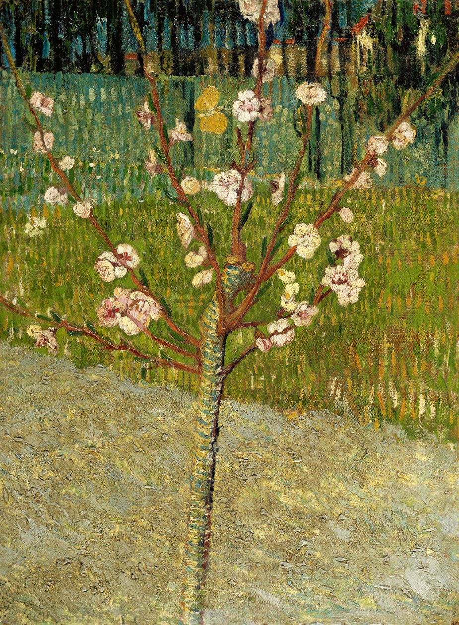 Amendoeira em flor, 1888 de Vincent van Gogh