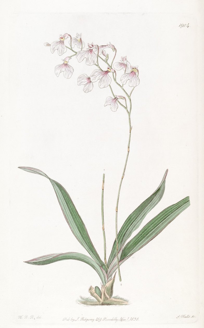 Ionopsis utricularioides_ de W.B.B.