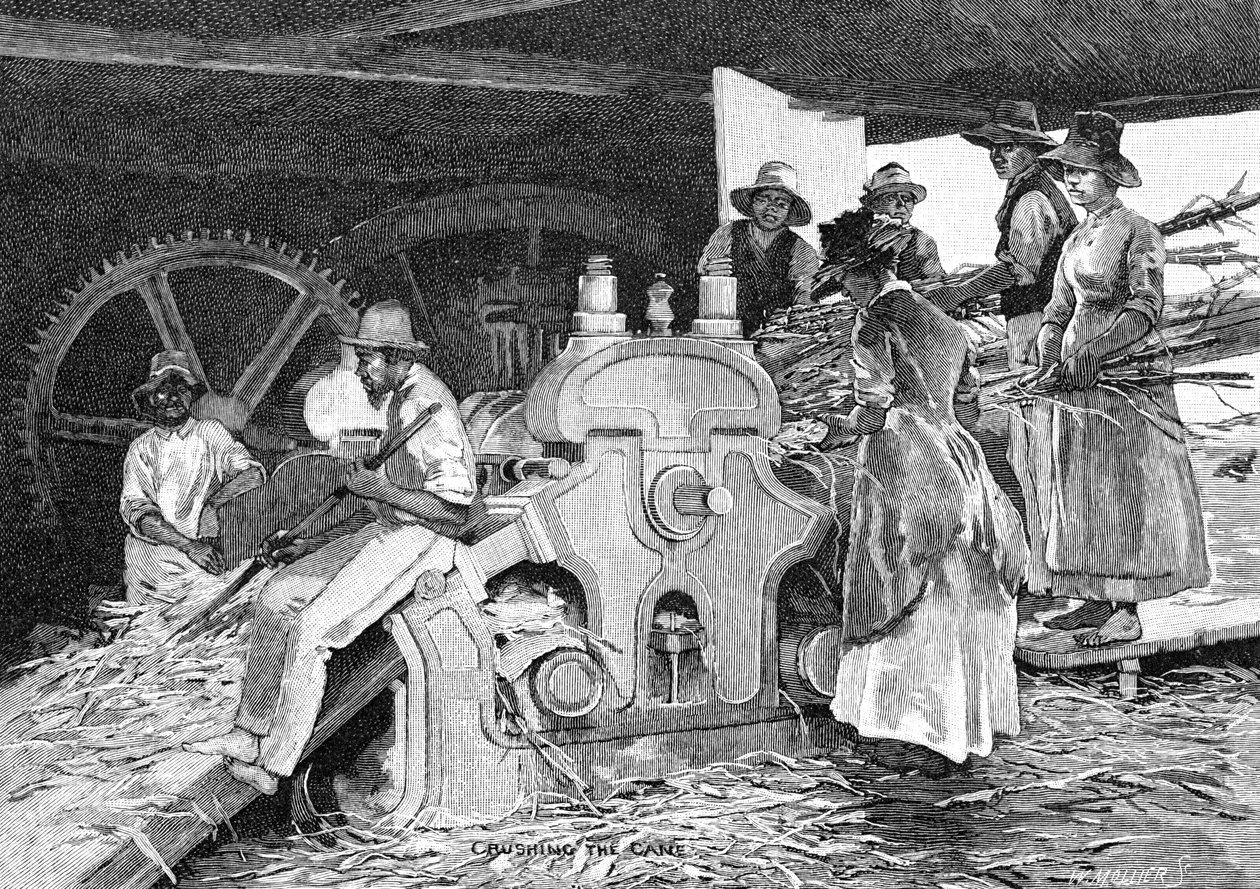 Esmagando a Bengala, 1886. de W. Mollier