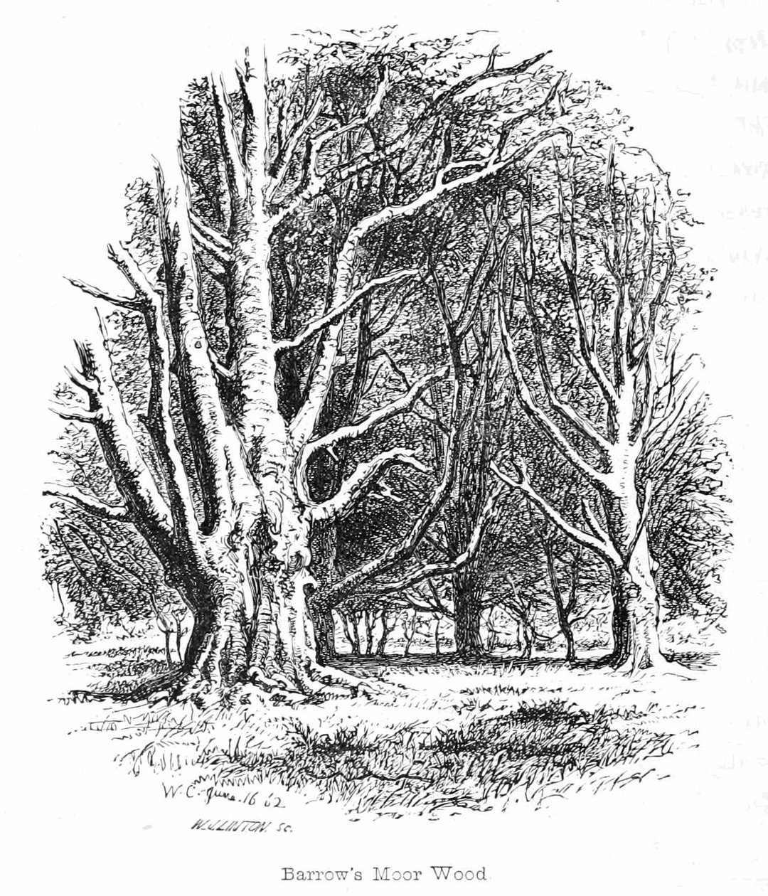 Barrows Moor Wood de Walter Crane
