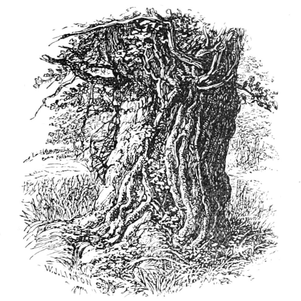 Carvalho Velho em Boldrewood de Walter Crane